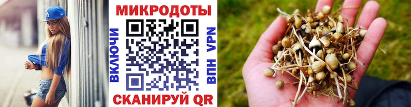 Псилоцибиновые грибы Psilocybe  Дятьково 